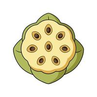 Nutritious Lotus Root Isolated vector