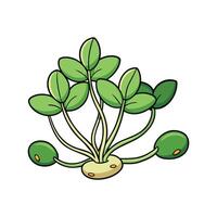 Isolated Mung Bean Sprouts Great For Cooking vector