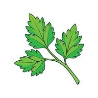 Flat Leaf Parsley Isolated on White Background vector