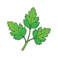Fresh Flat Parsley on Clean White Surface vector