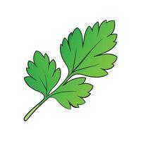 Pure Flat Parsley Leaf on White Background vector