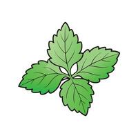 Fresh Perilla Shiso Isolated on White vector