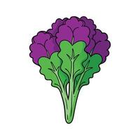Bright Purple Kale on Clean Background vector