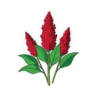 Fresh Red Amaranth Leaf Isolated on White vector