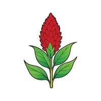 Vibrant Red Amaranth on Clean White Surface vector
