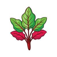 Fresh Red Veined Sorrel on Pure White Background vector