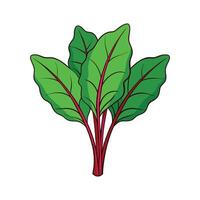 Vibrant Red Veined Sorrel Isolated on White vector