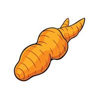 Fresh Turmeric Root on White Background vector