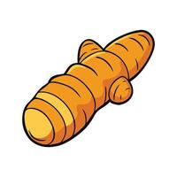 Fresh Turmeric Root Isolated on White Background vector