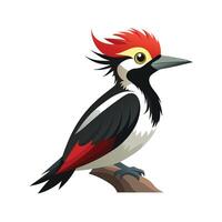 Stylish Illustration of Acorn Woodpecker vector