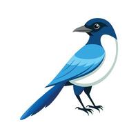 Vibrant of AzureWinged Magpie vector
