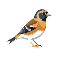 Stylish Brambling Bird vector
