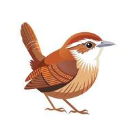 Unique Carolina Wren Graphic Design vector