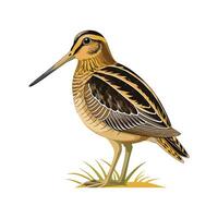 Charming Common Snipe Bird Illustration vector