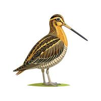 Distinctive Common Snipe Art vector