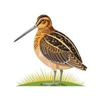 Unique Common Snipe Bird Graphic vector