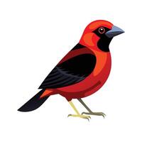 Charming CrimsonCollared Tanager vector