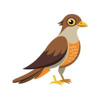 Unique Cuckoo Bird Artwork vector