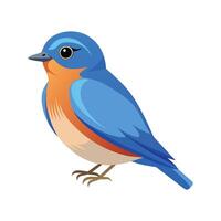 Stylish Illustration of Eastern Bluebird vector