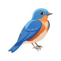 Elegant Eastern Bluebird Bird Graphic vector