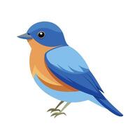 Charming Eastern Bluebird Art vector