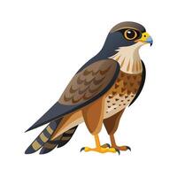 Charming Illustration of Eurasian Sparrowhawk vector