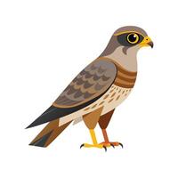 Elegant Eurasian Sparrowhawk vector