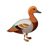 Charming Illustration of Eurasian Wigeon vector