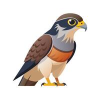 Stylish Eurasian Sparrowhawk Bird Graphic vector