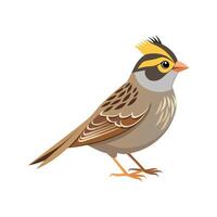Stylish GoldenCrowned Sparrow Art vector