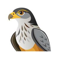 Elegant Goshawk Bird Graphic vector