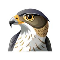 Unique Goshawk Bird Artwork vector