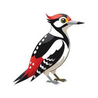 Stylish Great Spotted Woodpecker vector