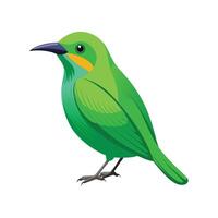 Elegant Artwork of Green Honeycreeper vector