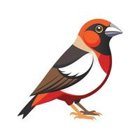 Stylish Illustration of Grosbeak vector