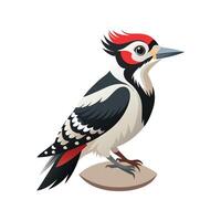 Charming Illustration of Hairy Woodpecker vector