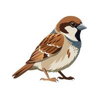 Elegant House Sparrow Bird Graphic vector