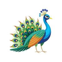 Majestic Indian Peafowl Artwork vector