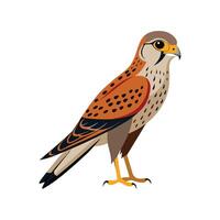 Stylish Artwork of Kestrel Bird vector