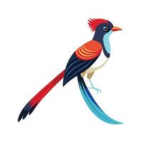 Charming LongTailed Manakin vector