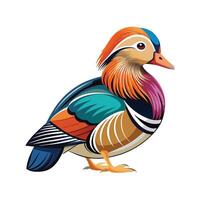 Vibrant Mandarin Duck vector