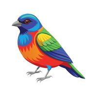 Colorful Painted Bunting Illustration vector