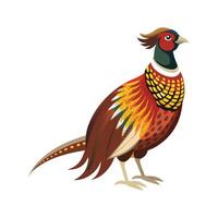 Vibrant Pheasant Bird vector