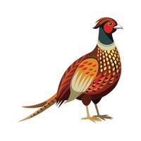 Stunning Ringnecked Pheasant Design vector