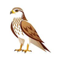 Striking roughlegged hawk illustration vector
