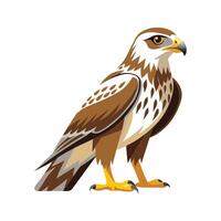 Sophisticated roughlegged hawk illustration vector