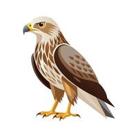 Dynamic roughlegged hawk art for nature vector