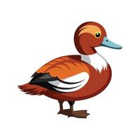 Charming ruddy duck illustration vector