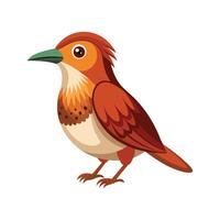 Unique rufous hornero illustration for designers vector