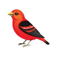Elegant scarlet tanager illustration vector
